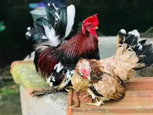 Japanis Bantam