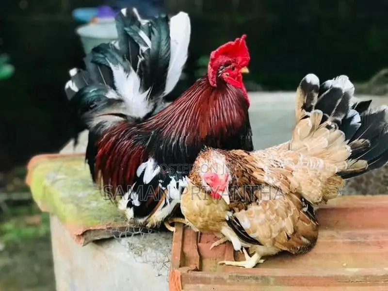 Japanis Bantam