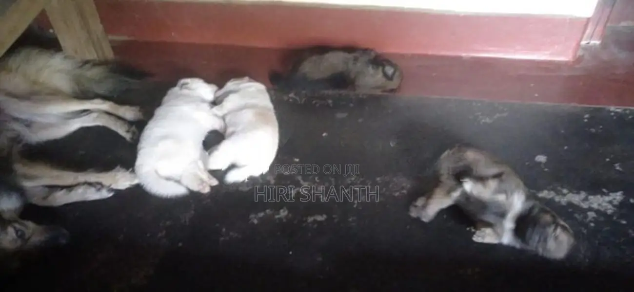 Pomeranian Puppies