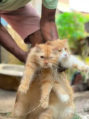 Persian Cat