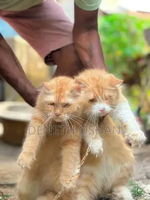 Persian Cat
