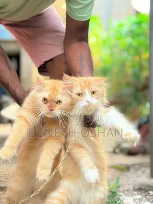 Persian Cat