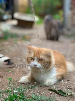Persian Cat