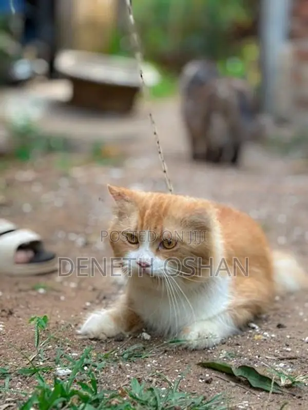 Persian Cat