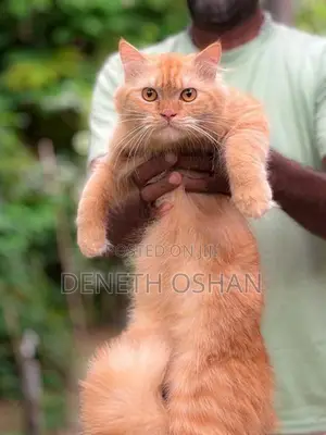 Persian Cat