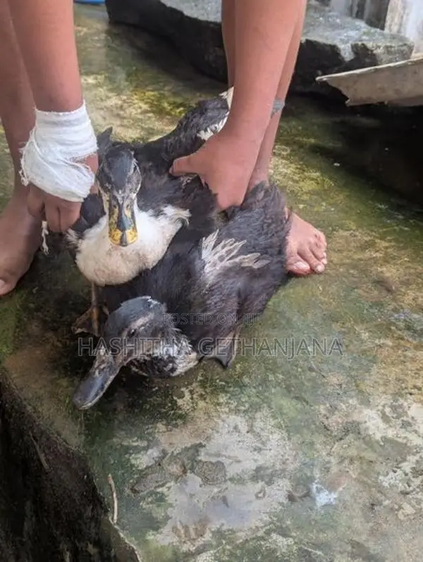 Ducks