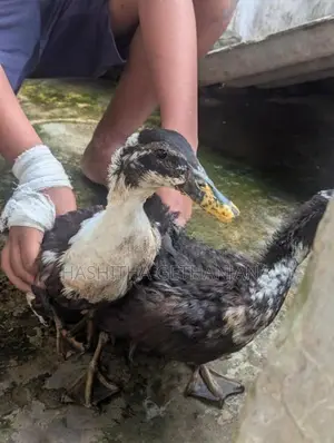 Ducks