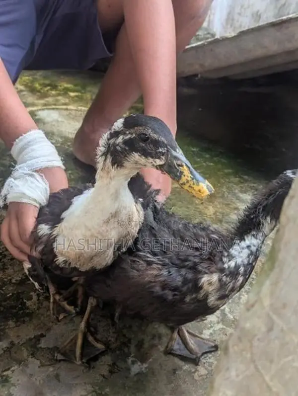 Ducks