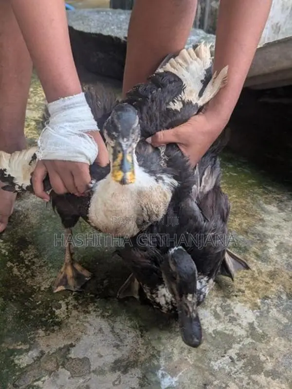 Ducks