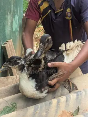 Ducks