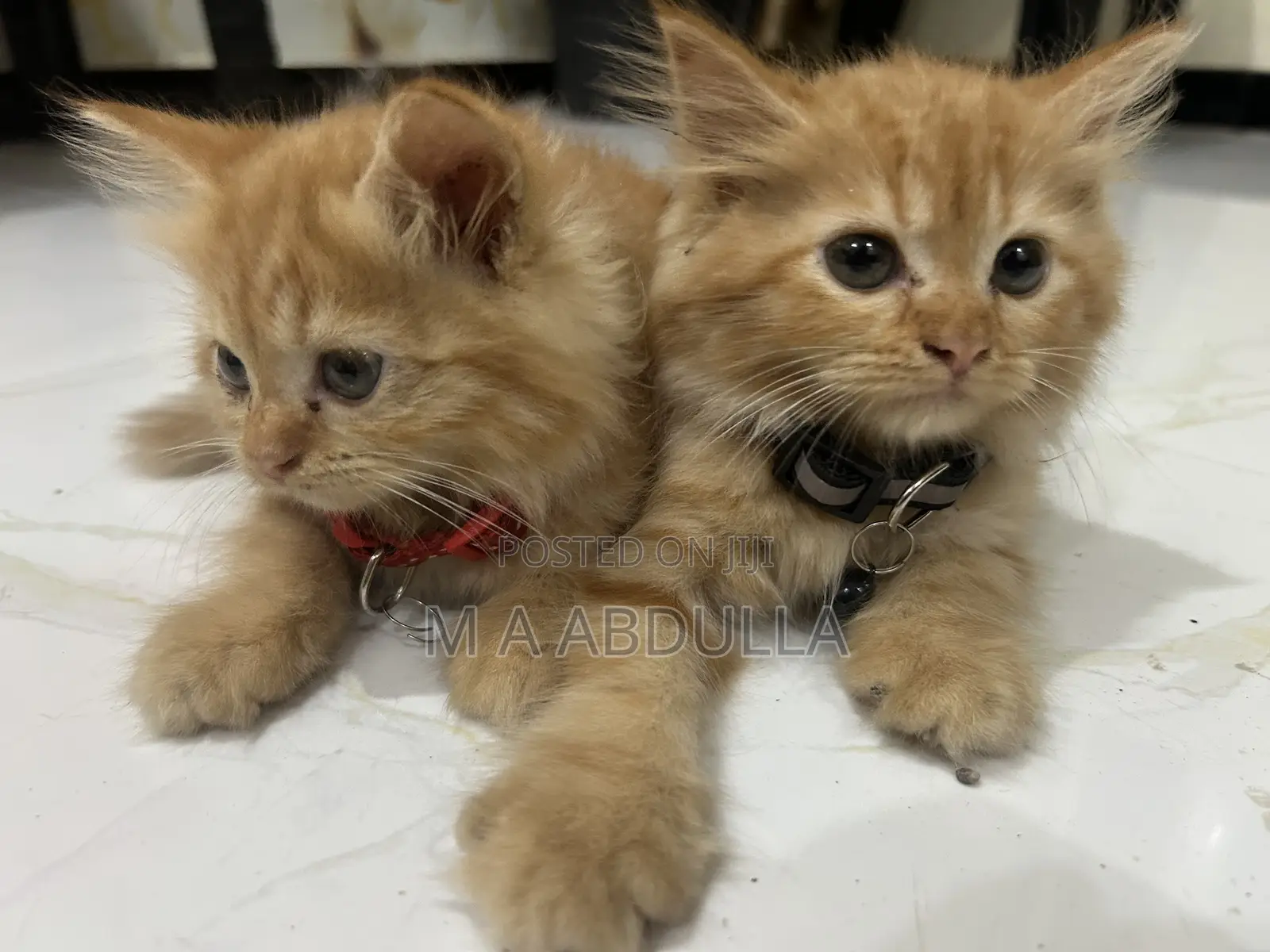 1-3 months Female Purebred Persian