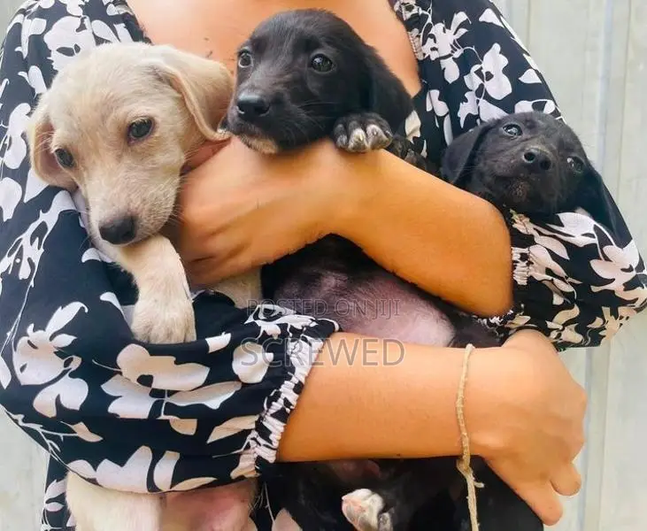 Labrador Mixed Puppies