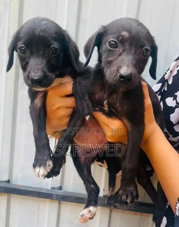 Labrador Mixed Puppies