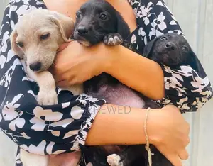 Labrador Mixed Puppies