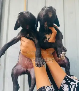 Labrador Mixed Puppies