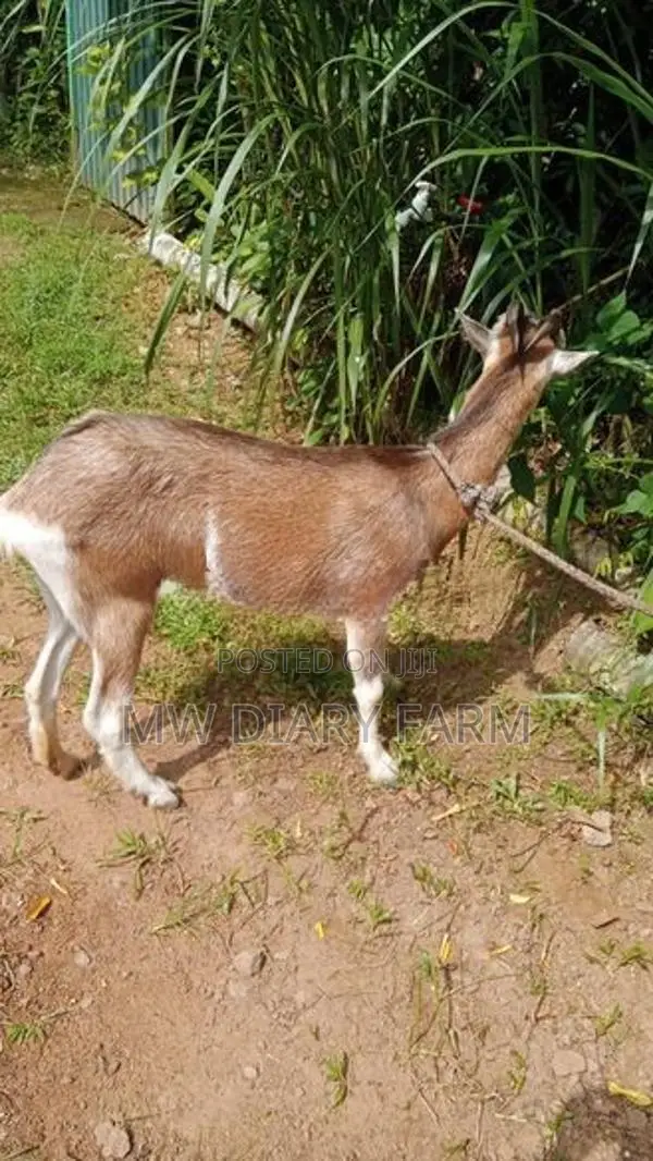 Toggenburg Female Goat