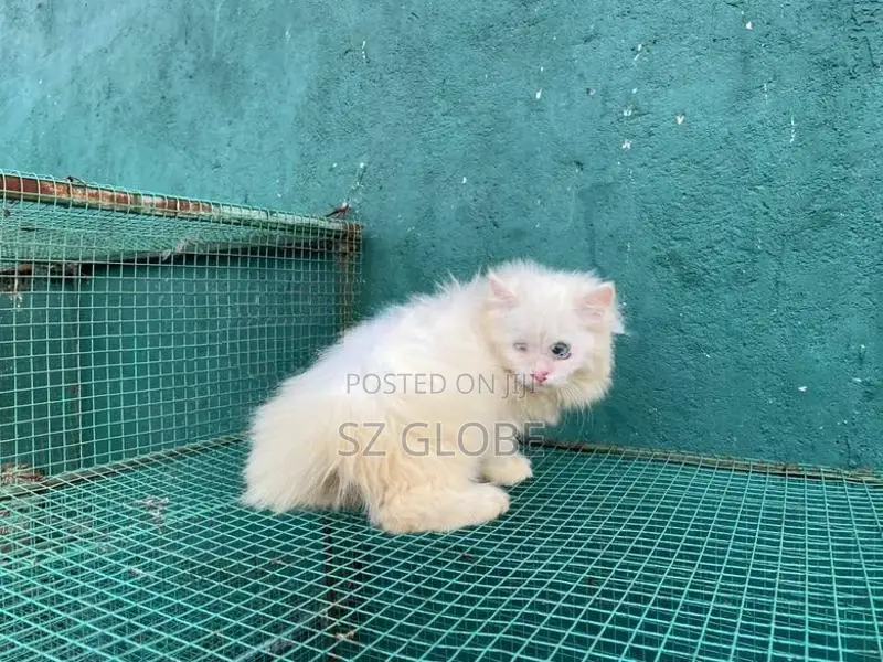 Persian Cat
