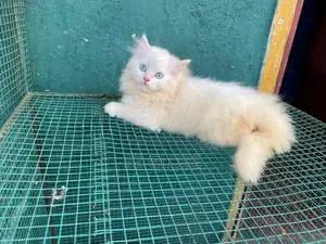 Persian Cat