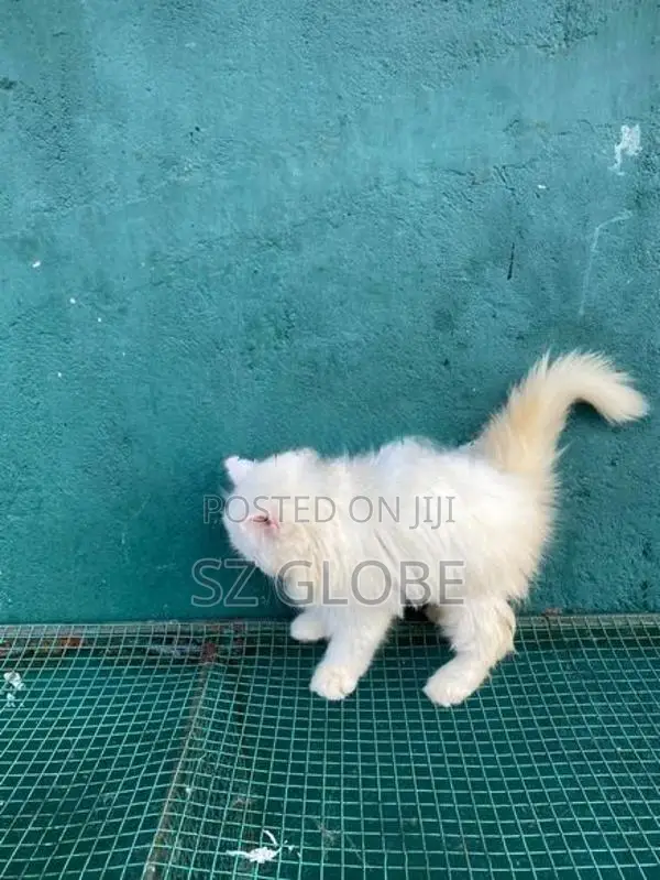 Persian Cat