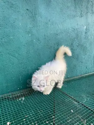 Persian Cat