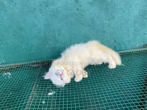 Persian Cat