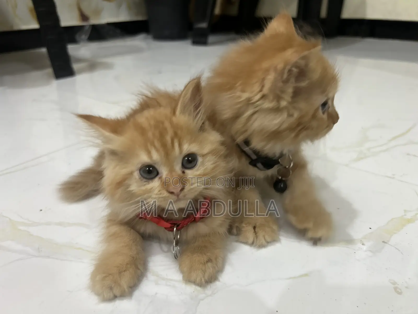 1-3 months Female Purebred Persian