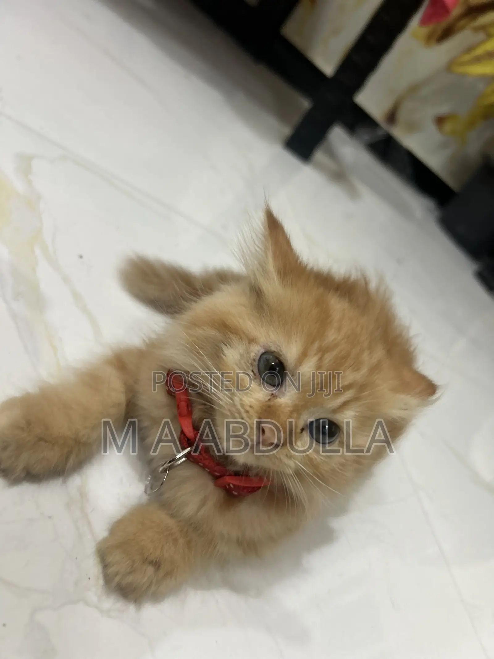 1-3 months Female Purebred Persian