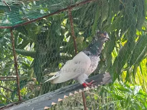 Pigeon