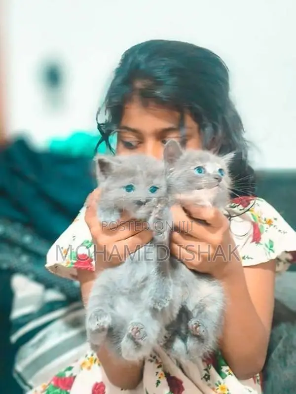 Russian Breed Kittens