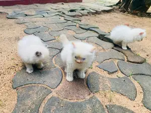 Persian Kittens