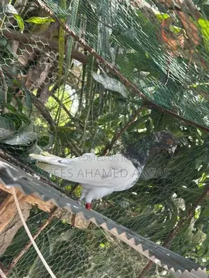 Pigeon