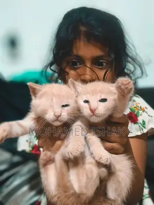 Russian Breed Kittens