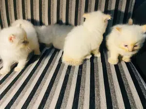 Persian Kittens