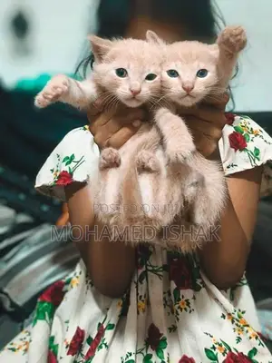 Russian Breed Kittens