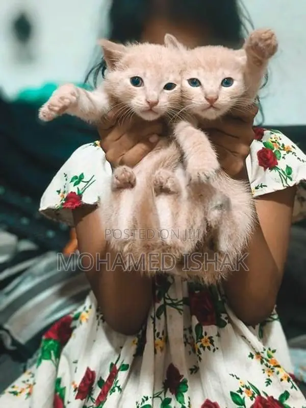 Russian Breed Kittens