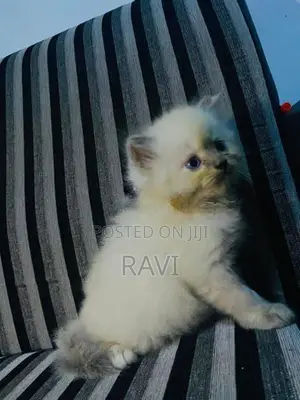 Persian Kittens