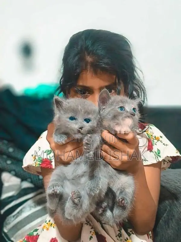 Russian Breed Kittens