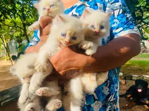 Persian Kittens