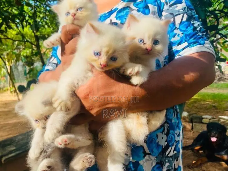 Persian Kittens