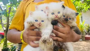 Persian Kittens