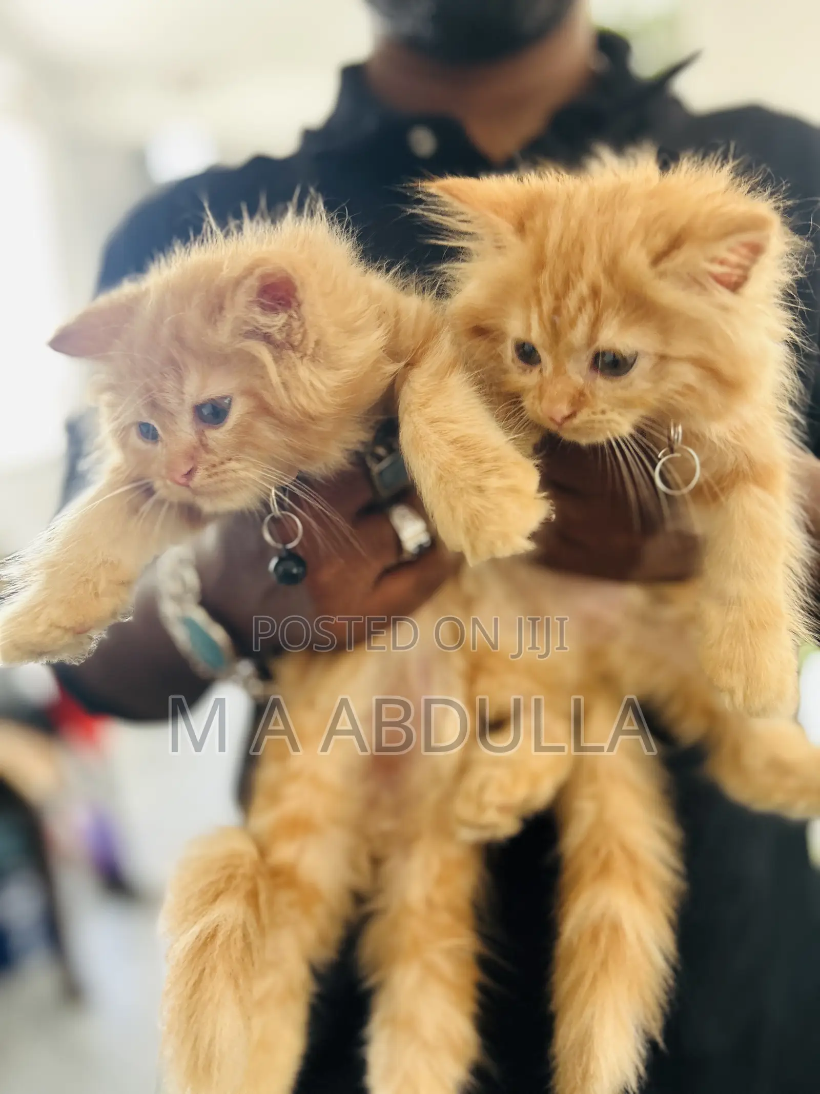 1-3 months Female Purebred Persian