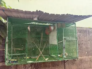 Bird Cage