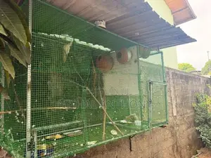 Bird Cage