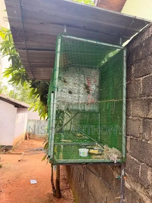 Bird Cage