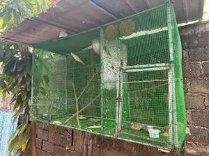 Bird Cage