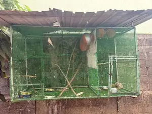 Bird Cage