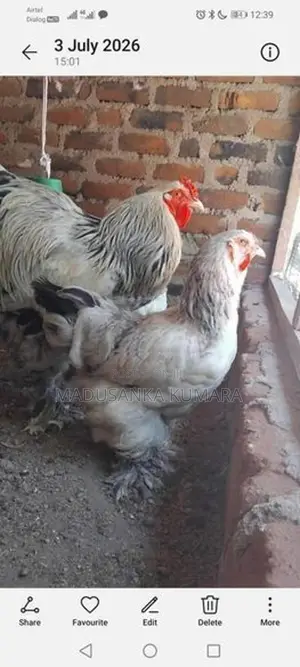 Brama Chicken