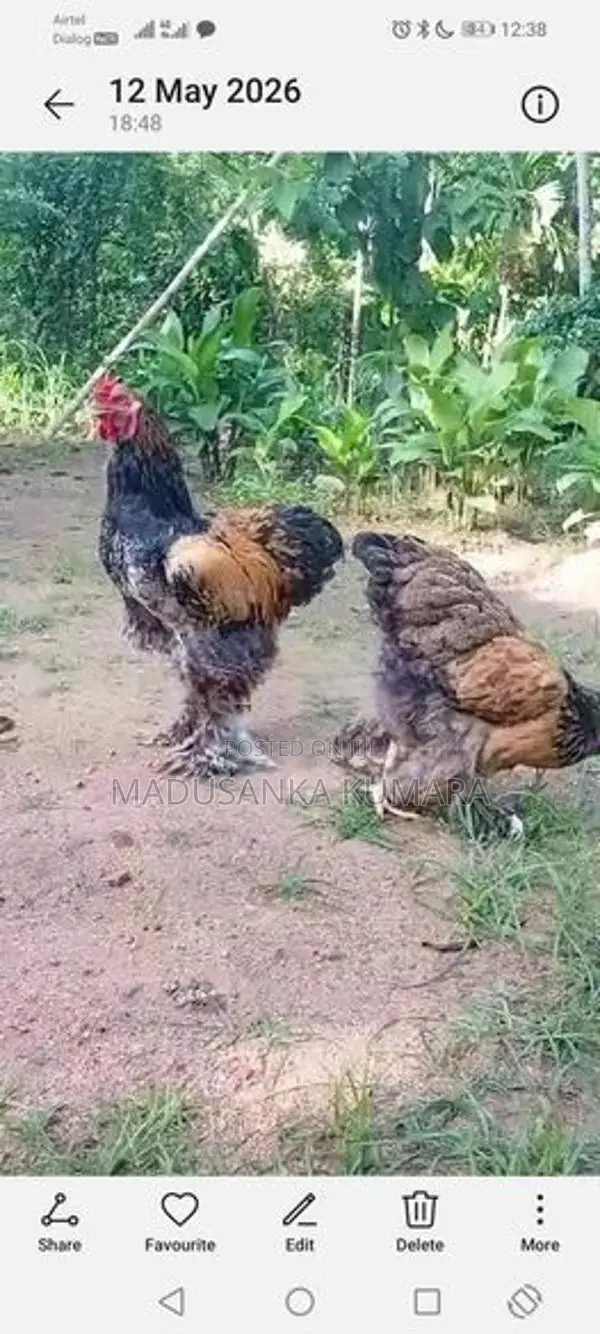 Brama Chicken