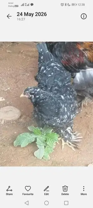 Brama Chicken