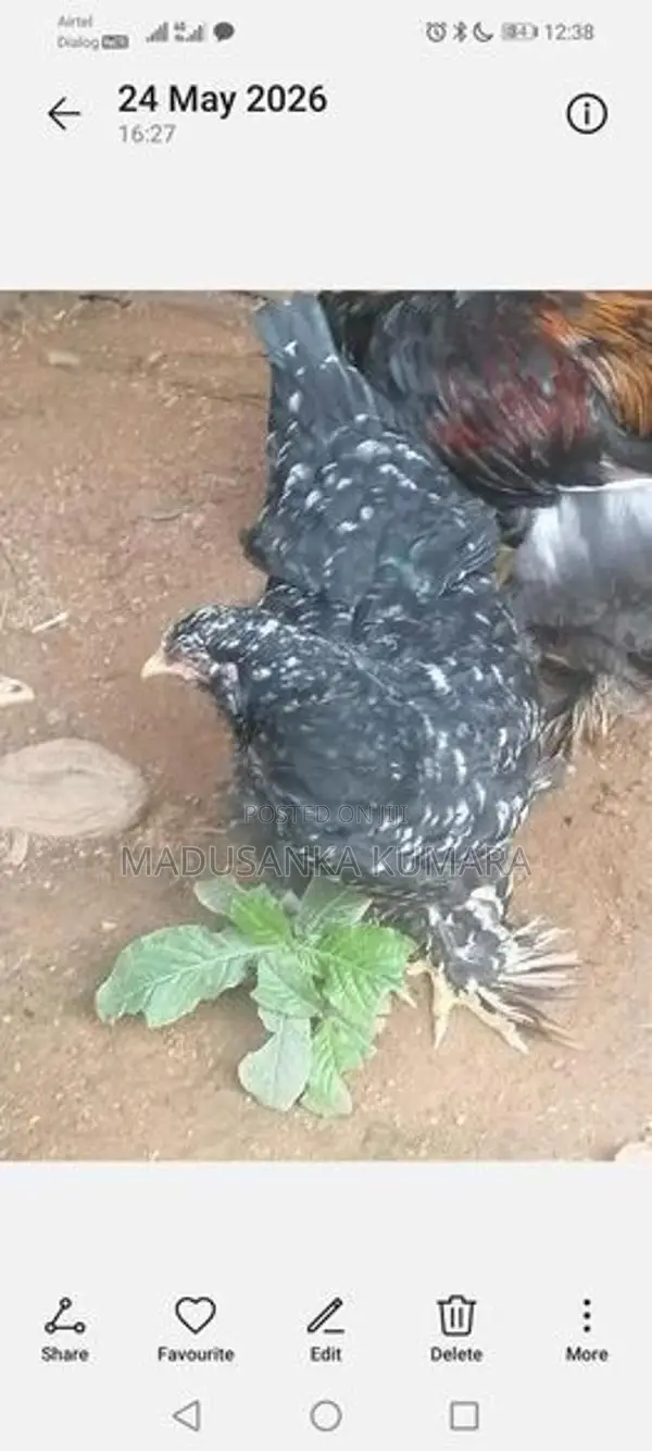 Brama Chicken